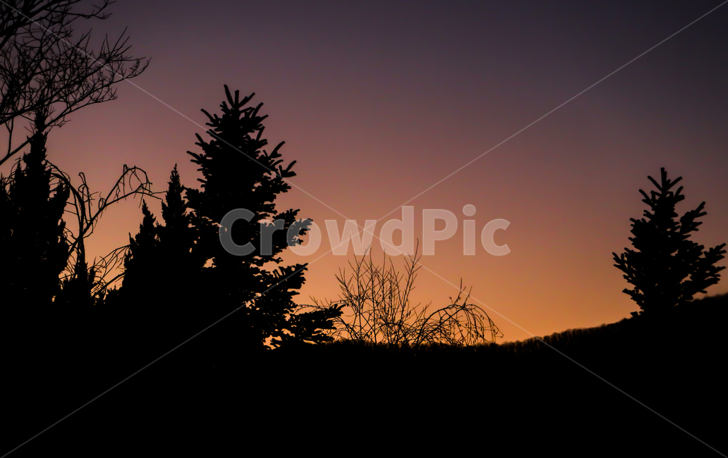 석양,노을,나무,실루엣,자연,저녁,풍경,자연,풍경,nature,landscape,실루엣,그림자,silhouette,shadow,tree,plant,식물,fir,전나무