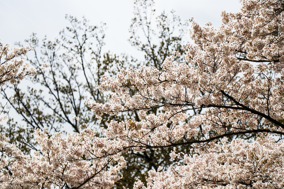 벚꽃,벚꽃나무,꽃,흰색,blossom,올림픽공원,봄나들이,봄,자연,풍경,식물,나무,peaceful,평화로운,편안한,휴식처,힐링,안락한,따뜻한,warm,분위기,한국도시경관,한국,맑은,서울,깨끗한,청명한,한국도시풍경