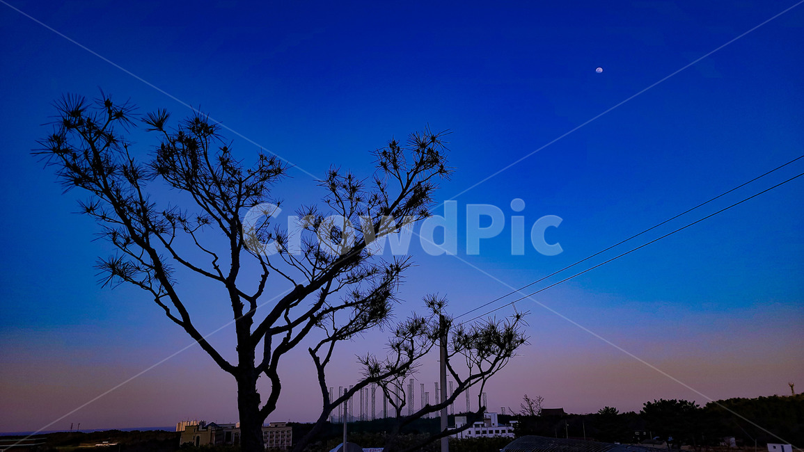 소나무,하늘,풍경,달,tree,sky,scenery,month,별,star