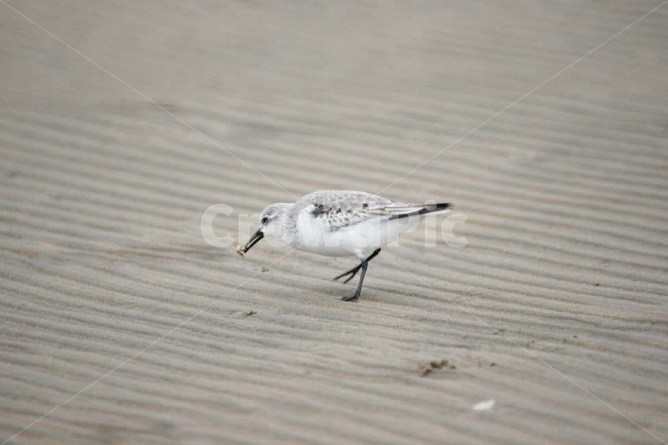 좀도요,새,철새,낙동강,모래,동물,animal,조류,새,birds