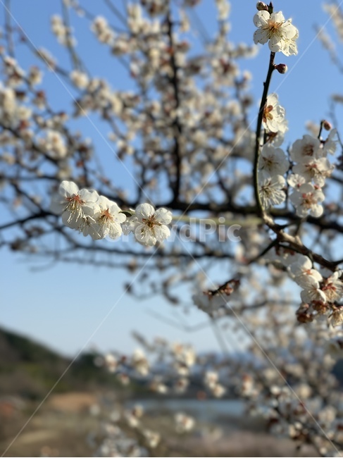 plant,식물,flower,꽃,blossom