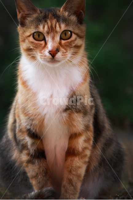 고양이,cat,동물,야옹이,냥냥이,냥이,묘,네코,동물,animal,포유류,mammal,고양이,cat,kitten,kitty