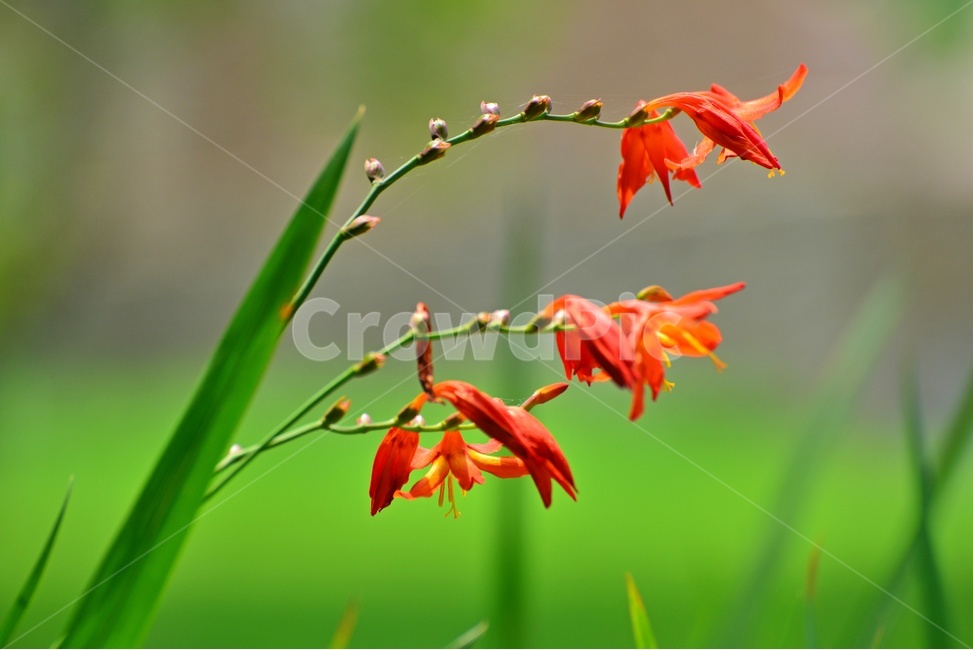 plant,식물,blossom,flower,꽃,애기범부처,식물,자연,plants,nature,꽃,flower