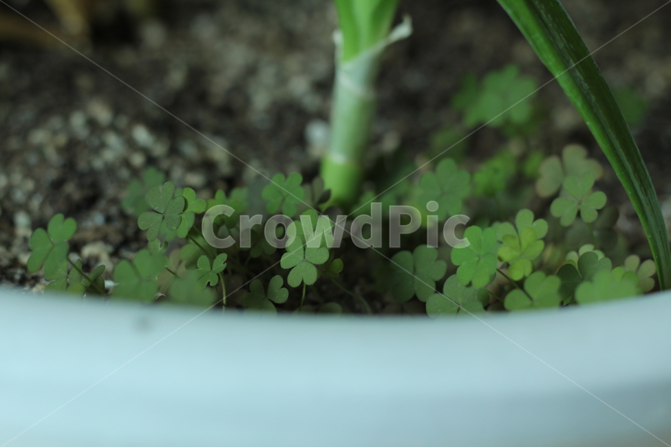새싹,화분,식물,자연,클로버,식물,자연,plants,nature