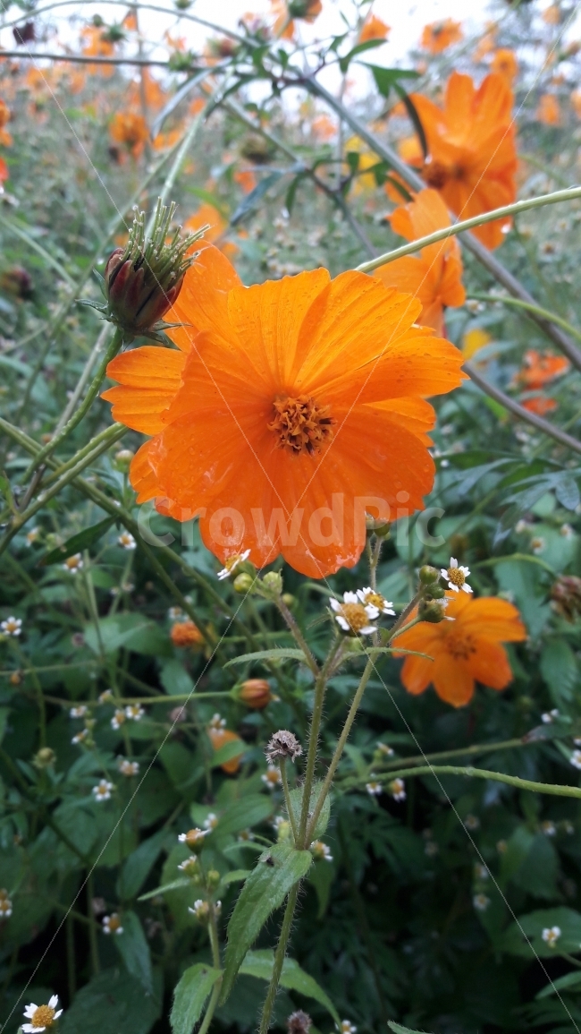 꽃,코스모스,주황색,흰색,조화,가을,계절,fall,autumn,season,식물,자연,plants,nature,꽃,flower,plant,blossom