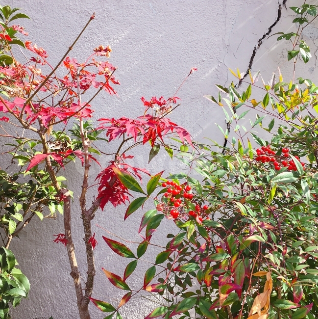 골목,빨강,초록,담,담벼락,가을,계절,fall,autumn,season,식물,자연,plants,nature,plant