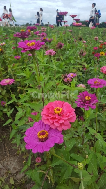 꽃,백일홍,가을꽃밭,공원,백일홍공원,가을날,식물,자연,plants,nature,꽃,flower