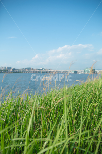 한강,자연,식물,하늘,배경화면,자연,풍경,nature,landscape,grass,잔디,plant,water,물,outdoors,옥외