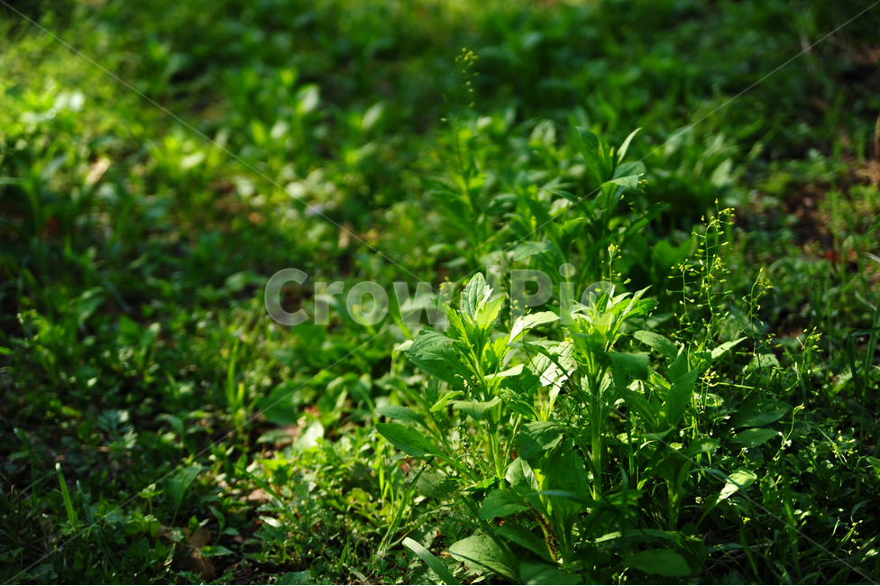봄,초록,경상북도,경산,반곡지,풀,녹음,봄,계절,spring,season,식물,자연,plants,nature,jar,항아리,potted plant,화분,pottery,도기류,vase,병 장식,plant,planter,파종기,herbs,허브,herbal,허벌,mint,민트
