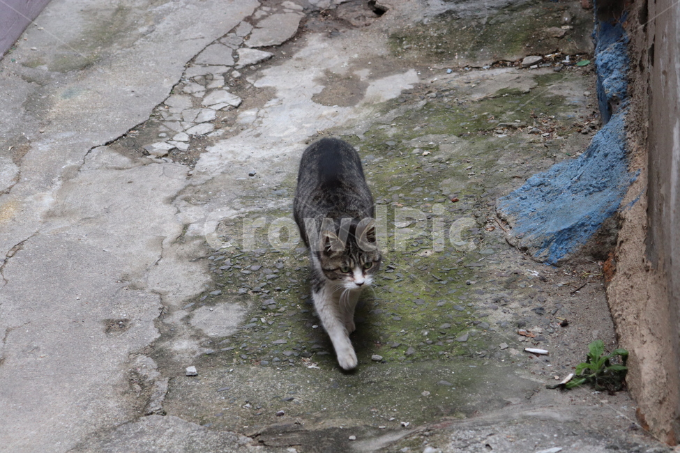 동물,고양이,길고양이,감천,길거리,골목,cat,animal,street,alley,동물,animal,포유류,mammal,고양이,cat,kitten,kitty