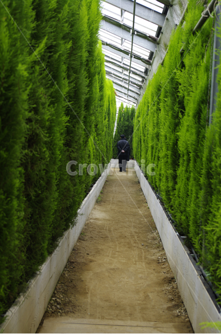 율마,초록,식물,plant,color,식물,자연,plants,nature