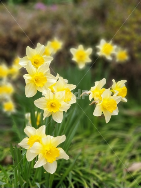 봄,봄꽃,수선화,수선화축제,spring,자연,노란수선화,식물,자연,plants,nature,꽃,flower
