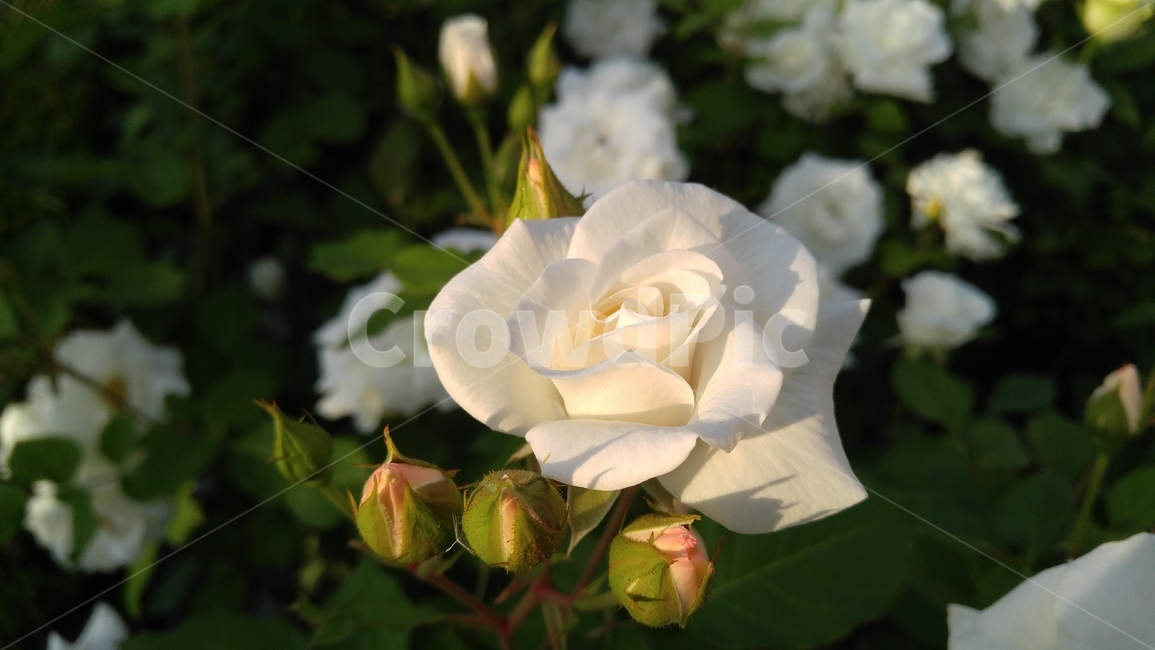 백장미,하얀장미,장미,꽃,흰꽃,흰색,녹색,식물,감성,배경,계절,awhiterose,rose,flower,awhiteflower,white,green,flant,emotional,background,season,bloom