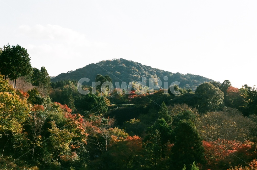 단풍,산,가을산,단풍나무,하늘,가을색,가을,fall,autumn,계절,season,자연,나무,빨강,초록,식물,가을,계절,fall,autumn,season,자연,풍경,nature,landscape,outdoors,옥외,hill,언덕