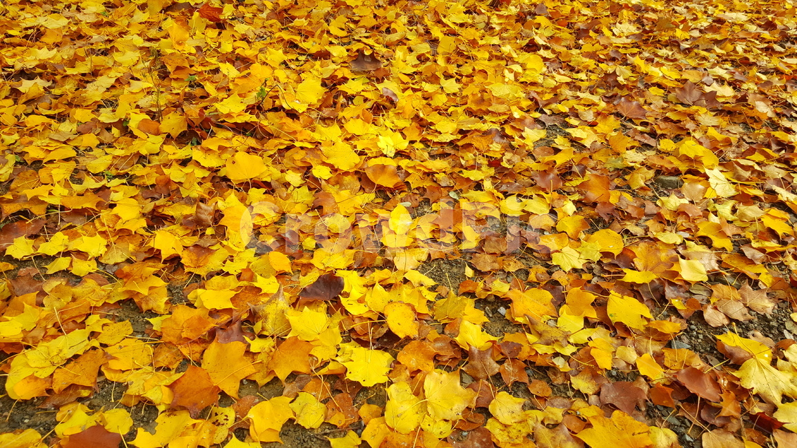 가을,단풍,낙엽,autumn,maple,fall,가을,계절,fall,autumn,season,leaf,잎,plant,식물,tree,나무