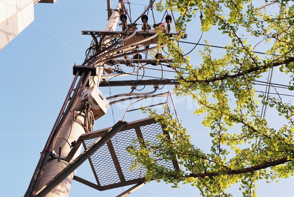 풍경,하늘,전봇대,나무,봄,식물,자연,plants,nature,나무,trees,wood,산업,industry,industrial,에너지산업,energy industry