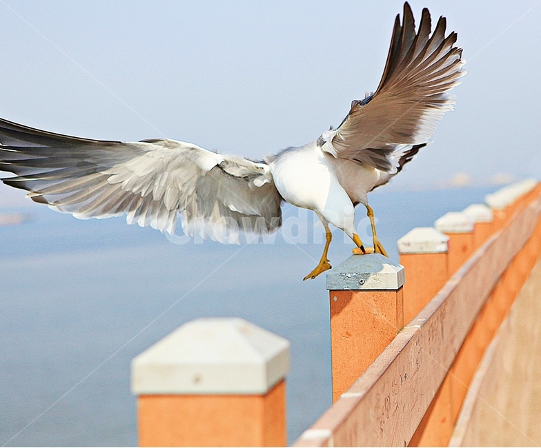 갈매기,새,조류,자연,풍경,배경,동물,animal,조류,새,birds