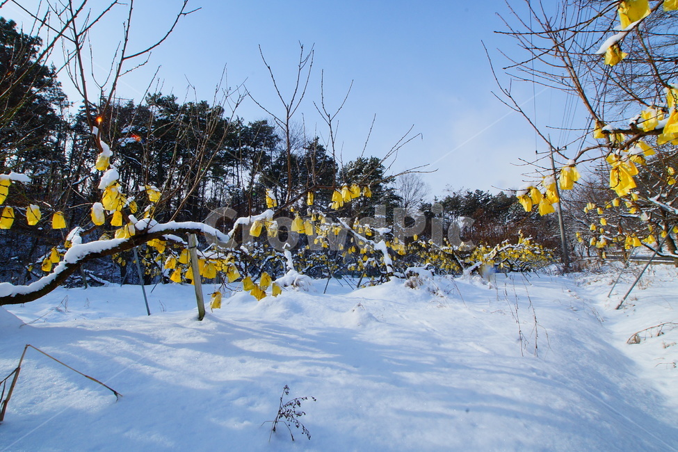 겨울,과수원,눈,농장,농촌,겨울,계절,winter,season