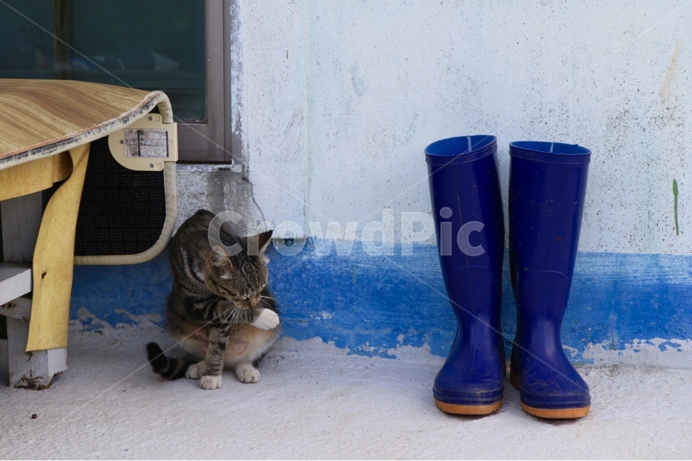 고양이,cat,장화,boots,평상,동물,animal,포유류,mammal,고양이,cat,kitten,kitty