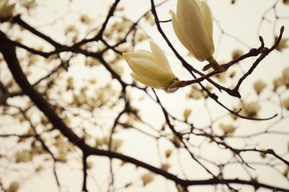 목련,꽃,봄,힐링,아련,꽃잎,봄,계절,spring,season,flower,blossom,sprout,새싹,bud,싹,plant,식물,petal