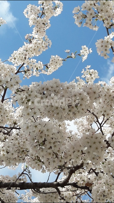 하늘,하얀,꽃,나무,빛,봄,계절,spring,season,식물,자연,plants,nature,꽃,flower,plant,cherry blossom,벚꽃,blossom