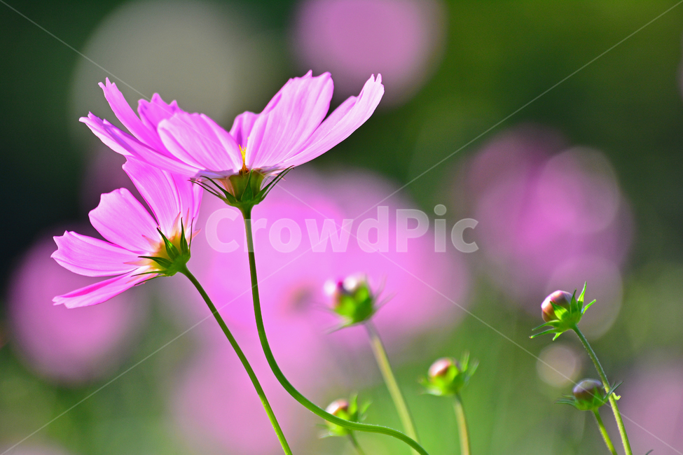atmosphere,pink,September,transparent,fall,affix,autumn mood,fall flowers,season,Emotion,Two bunches,bokeh of light,sensible,Phil,macro,close up,flowers,cosmos,feeling,Cosmos,flower,Autumn feeling,emotion,light,closeup,bokeh,october,autumn,circle