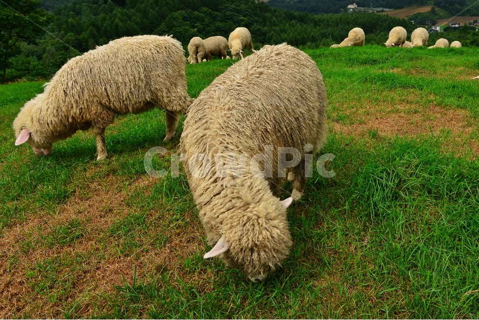 강원도,평창,대관령,양떼목장,field,들,outdoors,옥외,grassland,animal,동물,sheep,양,mammal,포유류,nature,자연,rural,농촌,farm,pasture,목장,ranch,농장,grazing,방목,meadow,목초지,경치,경관,풍경,동물,animal,포유류,mammal,목축업,목장,livestock farming,ranching,pasture