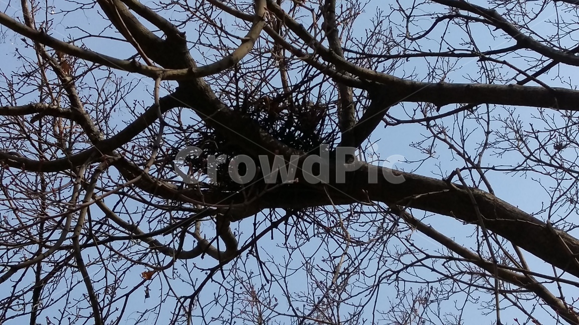 봄,새집,비둘기,나뭇가지,비둘기집,식물,자연,plants,nature,나무,trees,wood