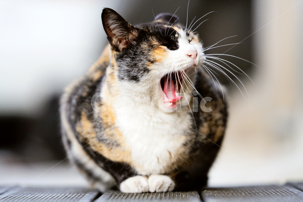 고양이,길고양이,길냥이,야옹이,냐옹이,애완묘,반려묘,애완동물,펫,캣,도둑고양이,야생동물,pet,cat,alleycat,wild,wildlife,mammal,animal,동물,animal,포유류,mammal,고양이,cat,kitten,kitty