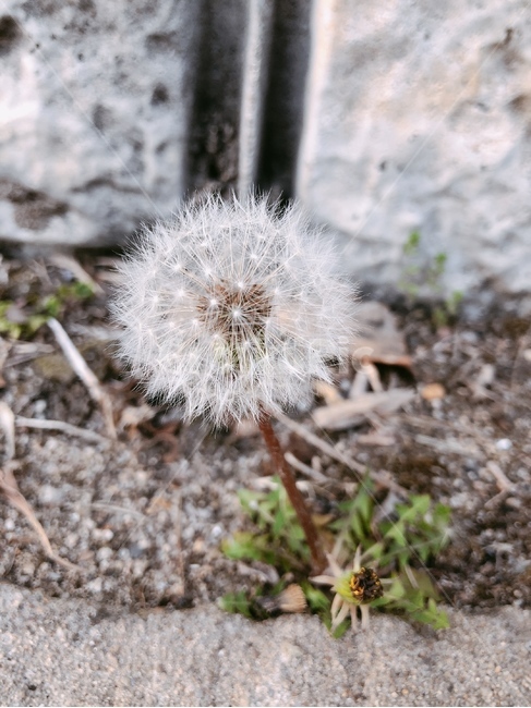 민들레,plant,식물,blossom,꽃,flower,dandelion,도심지,이른봄,민들레씨,국화,들꽃,산책,힐링