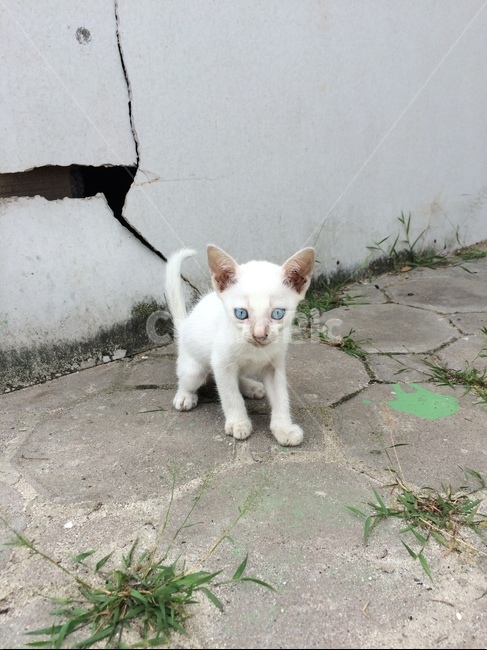 길고양이,고양이,동물,길냥이,아기고양이,동물,animal,포유류,mammal,고양이,cat,kitten,kitty