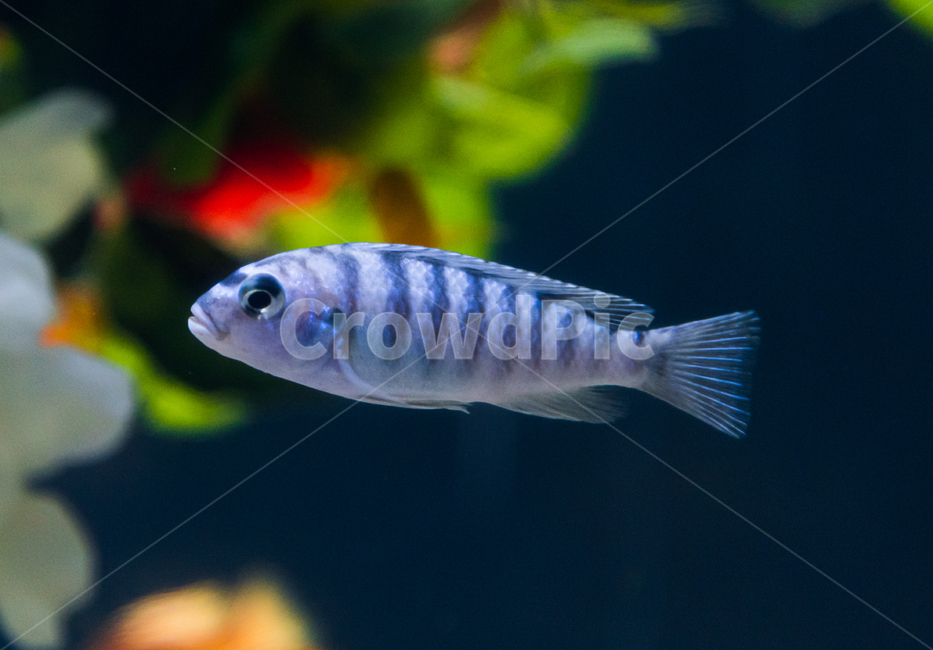 시클리드,담수어,물고기,아쿠아리움,수족관,동물,animal,어류,물고기,fish