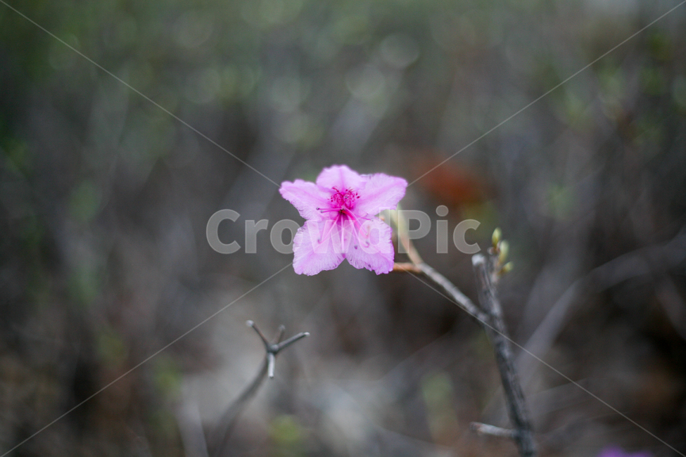 진달래,분홍색꽃,봄꽃,봄,화단,봄화단,아웃포커싱,봄날,공원,plants,nature,flower,spring,참꽃마리,봄,계절,spring,season,식물,자연,plants,nature,꽃,flower,geranium,제라늄,plant,blossom