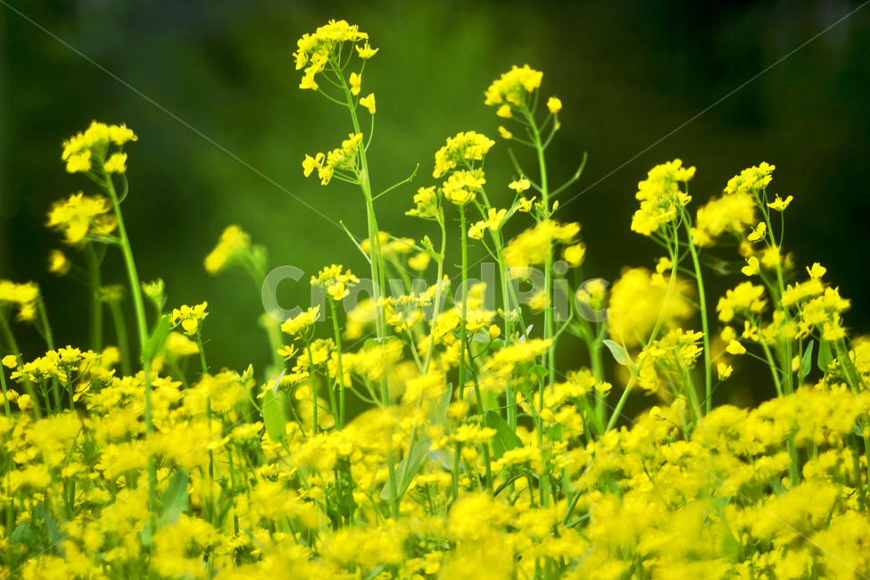 유채,꽃,노란색,십자화과,두해살이풀,식용,카놀라유,식물,자연,plants,nature,꽃,flower