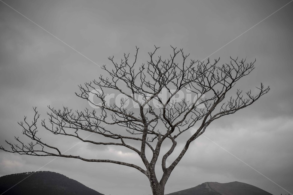 나홀로나무,쓸쓸함,혼자,solo,나무,tree,plant,흑백,상징,symbol