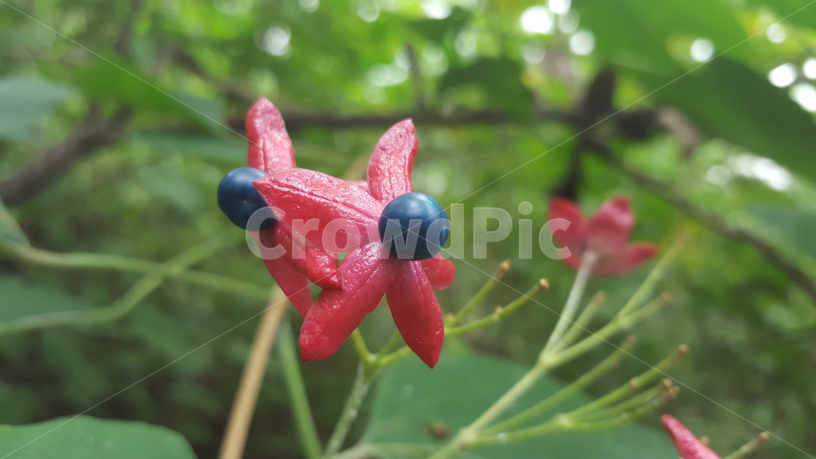 꽃,누리장나무,야생화,식물,나무,식물,자연,plants,nature,꽃,flower