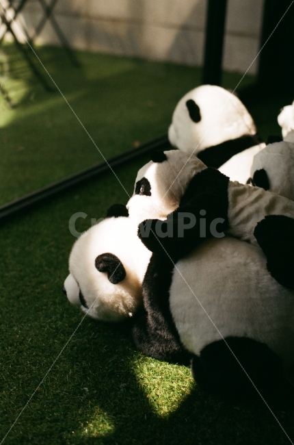 팬더,인형,곰돌이,곰,곰인형,필름,동물,동물인형