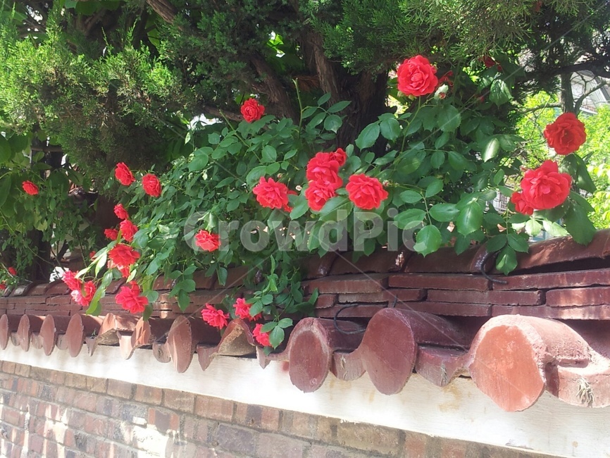 장미,rose,꽃,담벼락풍경,빨간장미,장미덩쿨,flower,식물,5월,나무,tree,초록,싱그러움,잎사귀,벽돌,담벼락