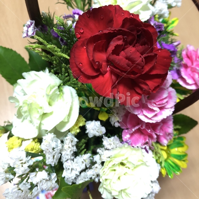 카네이션,어버이날,꽃,빨간꽃,꽃바구니,parentsday,flower,redflower,carnation