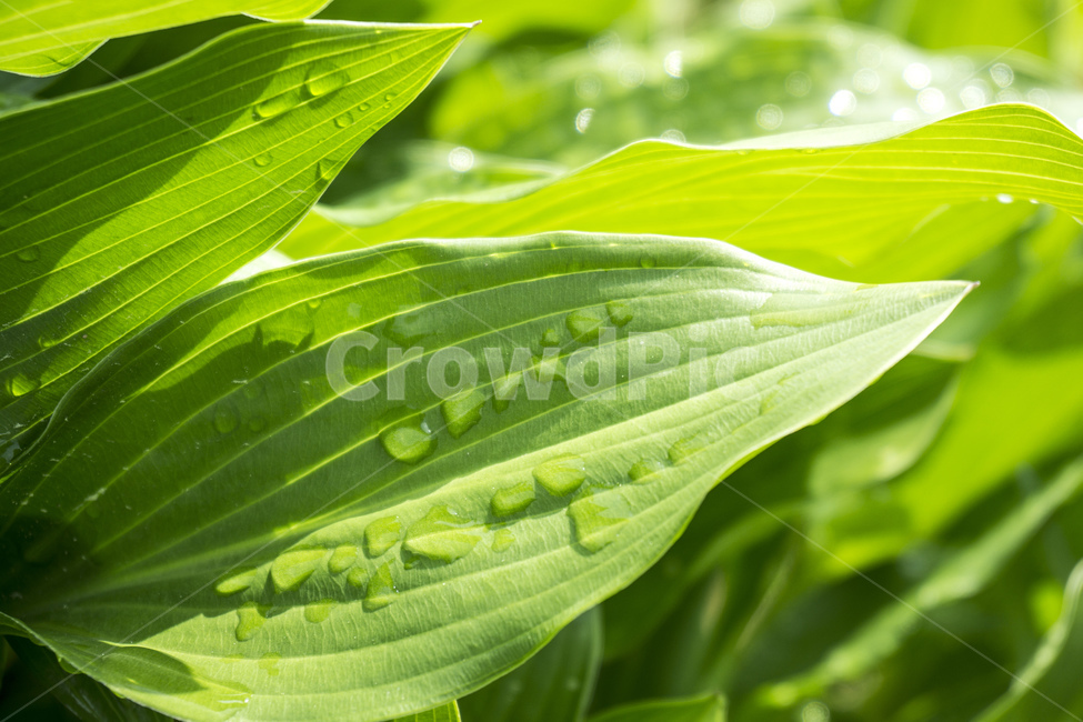 drop,blade of grass,beauty,color,sunshine,shining spring,summer,beautiful,leaves,young leaf,grass,dew,young sprout,rain,green,sprout,reflection,surface,nature,texture,abstract,moisture,leaf,morning,raindrop,water drop,environment,brightness,closeup,backgr