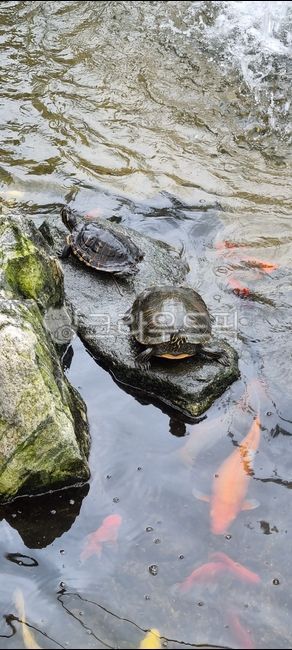 carp,turtle,fish,animal,tight,water