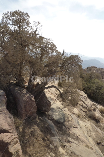 사막,나무,사막공원,바위산,tree,desert,park,rock,mountain