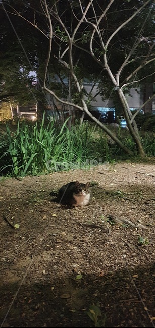 고양이,길고양이,식빵,공원,밤,야생고양이