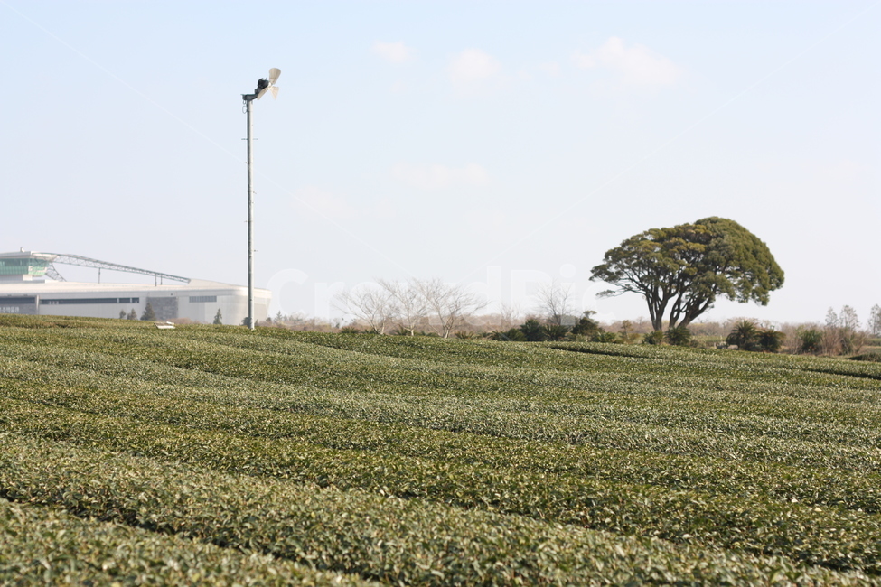 녹차밭,녹차,제주,제주도,자연풍경,풍경,자연,나무,자연,풍경,nature,landscape,outdoors,옥외