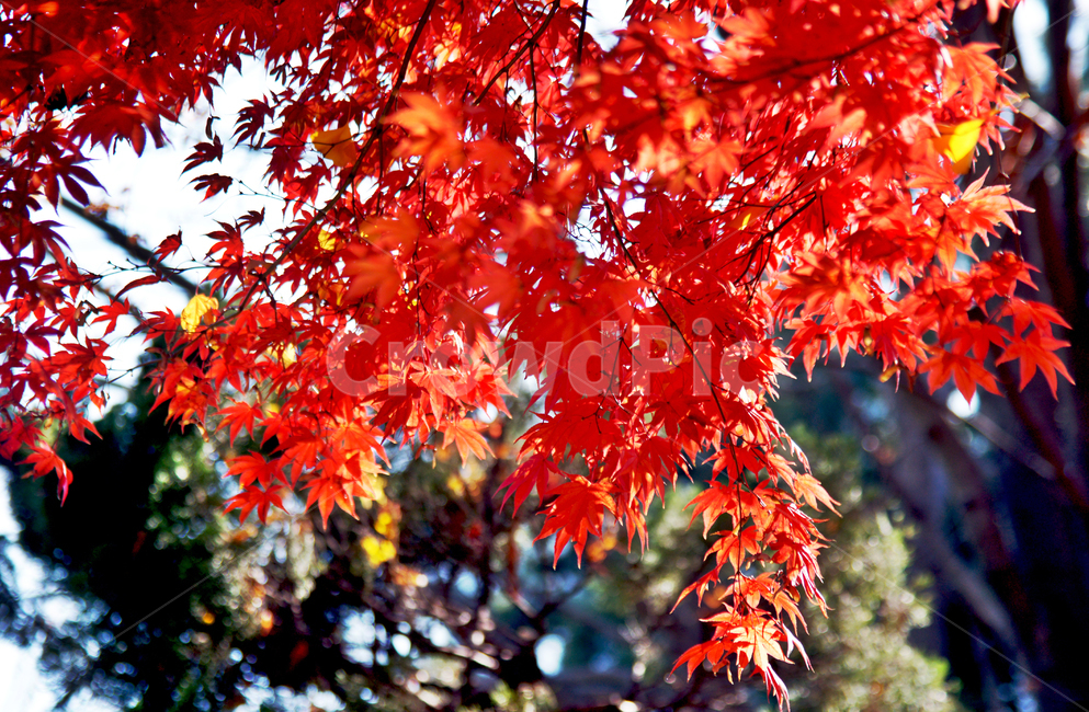 가을,자연,단풍,붉은색,잎,낙엽,가을,계절,fall,autumn,season,plant,식물,leaf,tree,나무