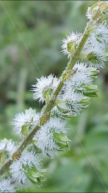텃밭,식물,자연,들깨,이슬,아침,연두색,식물,자연,plants,nature