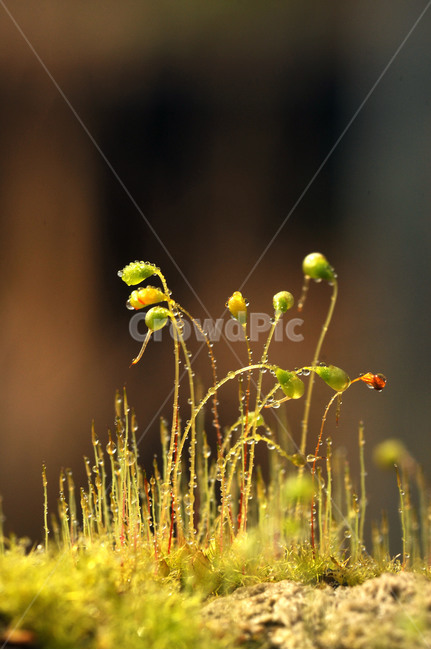 식물,꽃,이끼,포자,봄햇살,식물,자연,plants,nature