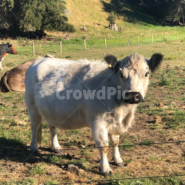 뉴질랜드,로터루아,소,동물,cow,animal,동물,animal,포유류,mammal