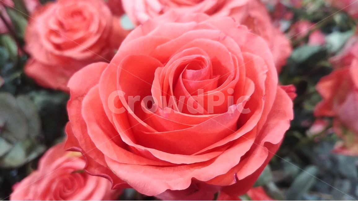 꽃,flower,rose,장미,장미꽃,샘페인핑크,여름,여름꽃,6월의꽃,6월,핑크,pink,flowers,식물,plants,식물,자연,plants,nature,꽃,flower