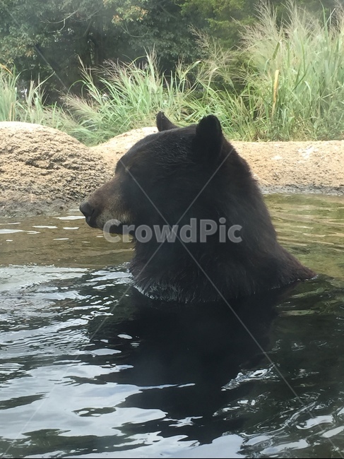 곰,bear,동물원,자연,animal,포유류,동물,동물,animal,포유류,mammal